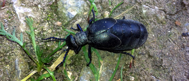 Oil Beetle