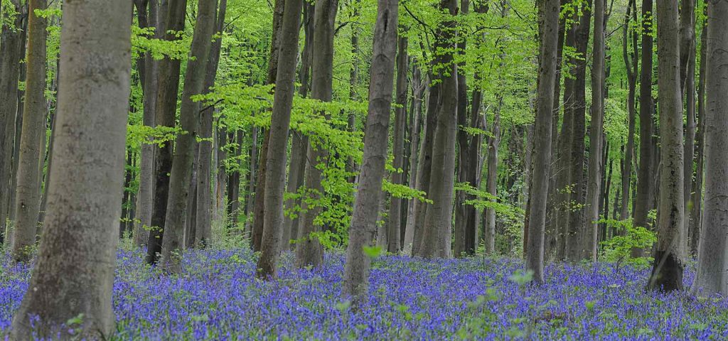 Bluebells in West Wood