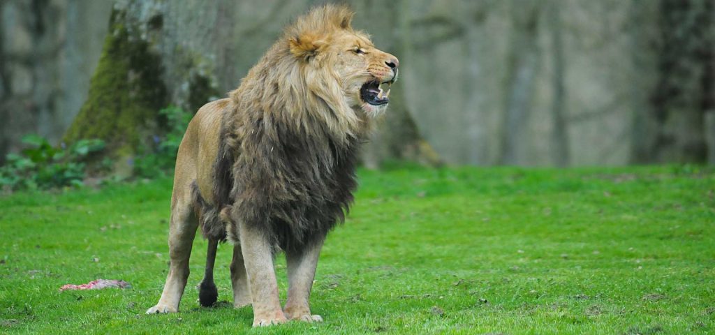 Lion at Longleat